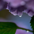 写真: 紫陽花（8）