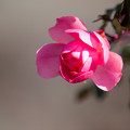 写真: 冬に咲いた薔薇　Ｂ
