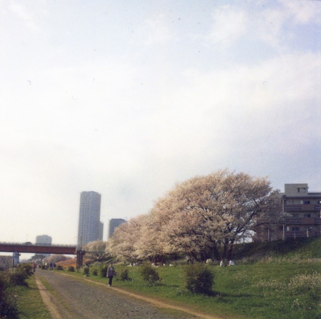 写真: 河川敷の桜