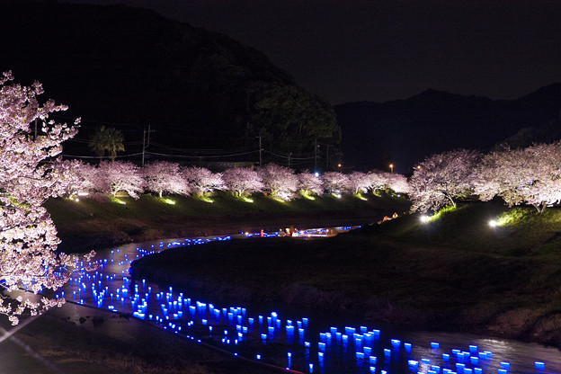 写真: みなみの桜　ライトアップ