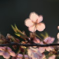 桜_初撮り_４