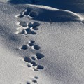 野兎の足跡