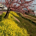 写真: 河津桜と菜の花