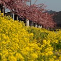 写真: 菜の花と河津桜