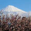 梅と富士山の風景が美しい