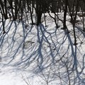 写真: 雪上のこぼれ日