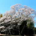 写真: 一本桜「今水桜」