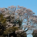 写真: 今水桜