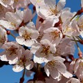 写真: 江戸彼岸桜の今水桜