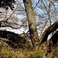 樹齢２５０年のヤマザクラ古木