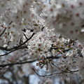 写真: 桜の屋根