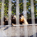 写真: 三猿