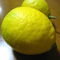 写真: 無農薬栽培のレモン…