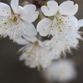 写真: 暖地桜桃 (4)