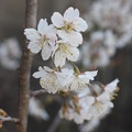 写真: 暖地桜桃 (1)