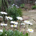 写真: 白い花 イングリッシュデイジー (1)