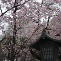 写真: 安行桜