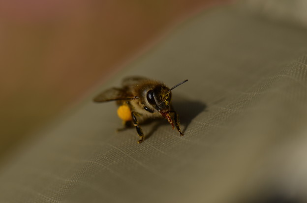 写真: ミツバチ科　ニホンミツバチ♀