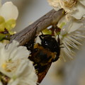 写真: ミツバチ科　クマバチ