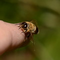 ミツバチ科　セイヨウミツバチ♂