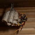 写真: スズメバチ科　フタモンアシナガバチ♀