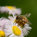 写真: ミツバチ科　セイヨウミツバチ♀