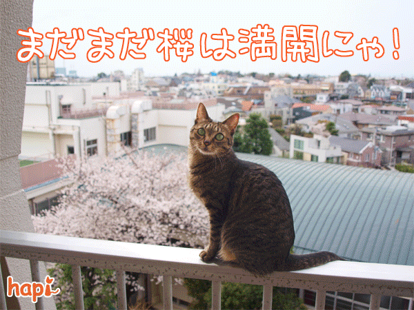 Photos: 130401-【猫アニメ】まだまだ桜は満開にゃ！