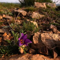 写真: 大地に咲く君にありがとう42013.08.18モンゴル　アルタンボラグ