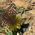 写真: モンゴルで一番初めに見つけた蝶々2013.08.18モンゴル　アルタンボラグ