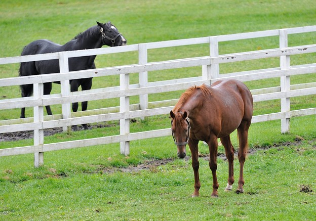 写真: ケンタッキーダービー馬とBCターフ馬のアンニュイな午後 #ロージズインメイ #コンデュイット