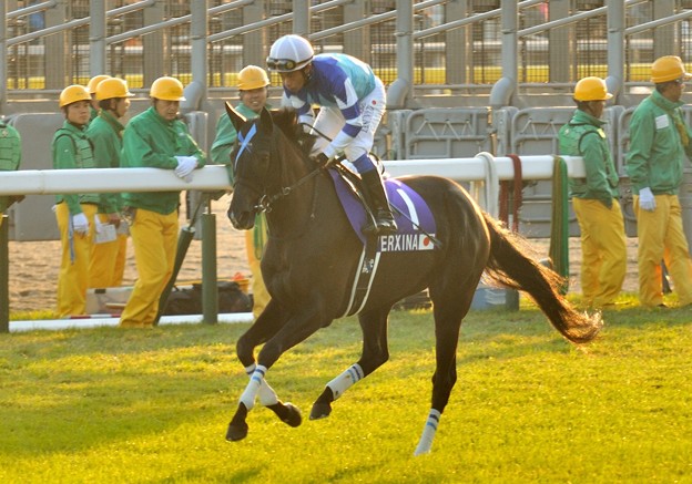写真: ?Verxina(JPN)&Y.Iwata　#japancup　#horseracing