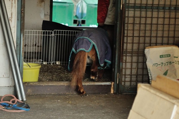 写真: ポニー用ではなく大型馬向けの馬房に入る姐さん。跨ぐ姿がかわいい。
