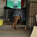 写真: ポニー用ではなく大型馬向けの馬房に入る姐さん。跨ぐ姿がかわいい。