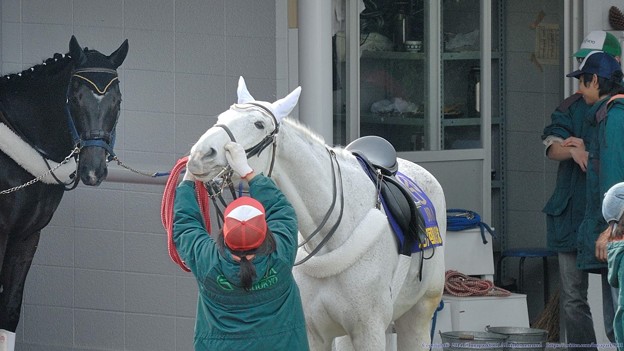 写真: [070325中京11R高松宮記念]お手入れ中の誘導馬。後ろから見てるはピノワール
