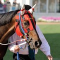 Photos: [140329中山11R日経賞]ウインバリアシオンの軽めのジロリ #ジロリ馬