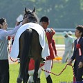 写真: [140511東京11RNHKマイルC]馬着の着替えが完了して厩務員さんにペタペタしてもらうミッキーアイル