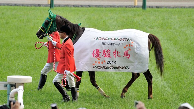 写真: [140525東京11R優駿牝馬]ヌーヴォレコルト「少しでも祝福してくださる人がいるのならばどこにでも行きますよ私は」