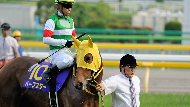写真: [140525東京11R優駿牝馬]ハープスター「できるだけみんなの顔見ないでおきましょ…」