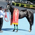 Photos: [140622函館11R函館SS]ガルボ「ほれ、漆黒の馬体がよく映えるだろう〜」　#ジロリ馬