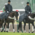 写真: [140817新潟1R]誘導馬「すっげえ雨だなぁ」オウロプレット(右)「で、君はどちらさまですか？」