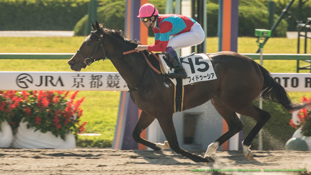 写真: フィドゥーシア、5馬身差をつけて圧勝【141026京都1R】