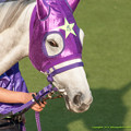 写真: ヤマニンアラバスタたん「ねえ、牡馬界ではああいうのが流行ってるの？」←いや、わかりません…【071104東京11Rアルゼンチン共和国杯】　#ジロリ馬