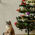 写真: ルルちゃん「メリークリスマスよ。サンタさんになにお願いしようかな〜そろそろリスちゃんに会いたいな〜(ｺﾞｸﾘ」【141124NHP】