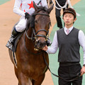 写真: ミッキーユニバース(北村宏)「なんか宏司さんから鞍上変わったお馬さんからの視線を感じるよ！怖いよ！」【141130東京7Rベゴニア賞】