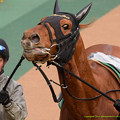 マイネルホウオウ「G1馬なんですよ、それっぽい顔してるでしょ？」【150208東京11R東京新聞杯】　#ジロリ馬