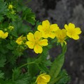 黄色い高山植物