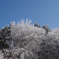 霧氷桜満開