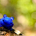 写真: Blue Frog♪