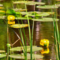写真: water lily