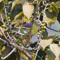 写真: ハシブトアオバト（♂）(Thick-billed Pigeon)   P1240634_Rs